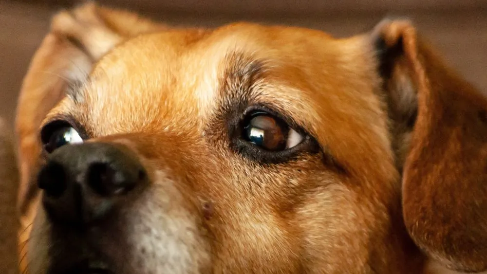 Limpeza da região ocular do cão, com gaze e soro fisiológico, deve ser feita diariamente