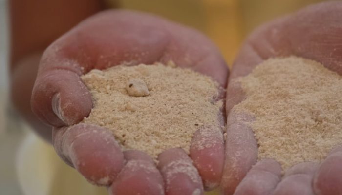 Projeto Raiz Viva conecta agricultura, indústria e mineração para gerar renda local e fortalecer uma nova estratégia de diversificação econômica no estado