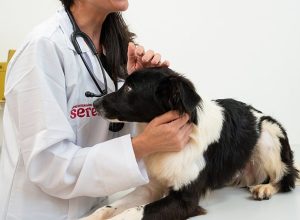 Prefeitura de Lafaiete promove ação inédita para detectar alterações mamárias em cadelas e gatas