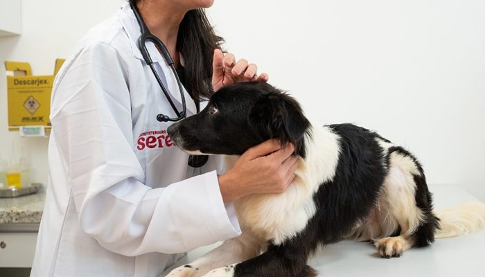 Prefeitura de Lafaiete promove ação inédita para detectar alterações mamárias em cadelas e gatas